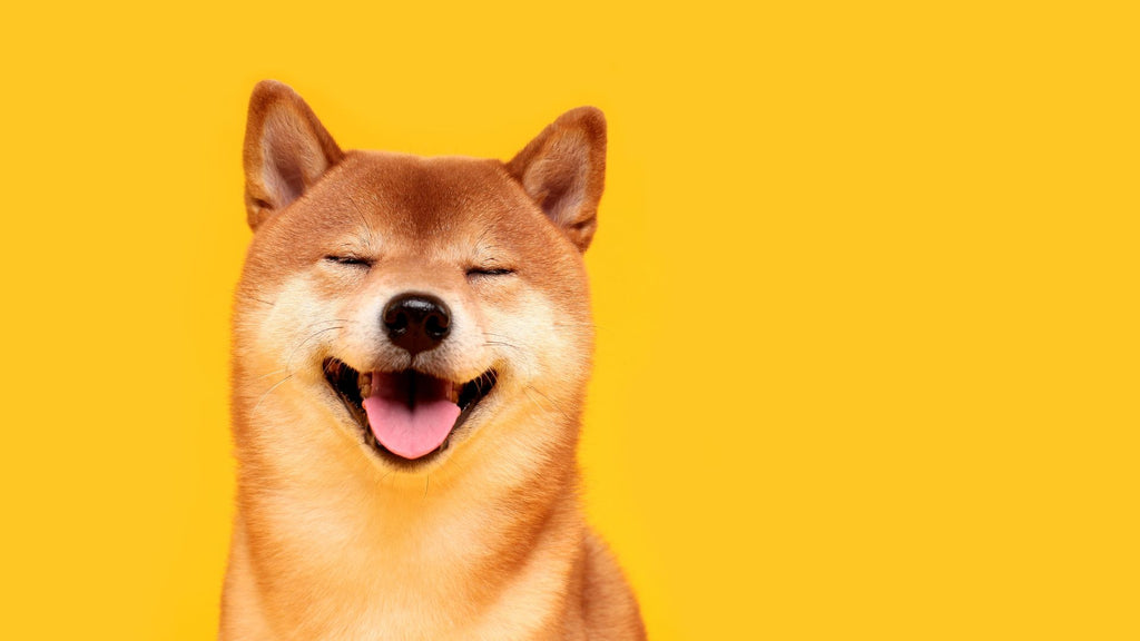 知っておきたい!犬の認知症ってなに?
