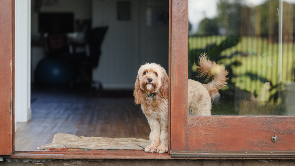 飼い始める前に知っておきたい! 賃貸で犬を飼うときの注意点