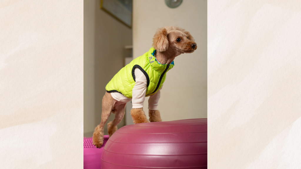 全飼い主さんへ伝えたい 愛犬の足腰の筋力が衰えていませんか? このままだと後々コワイ