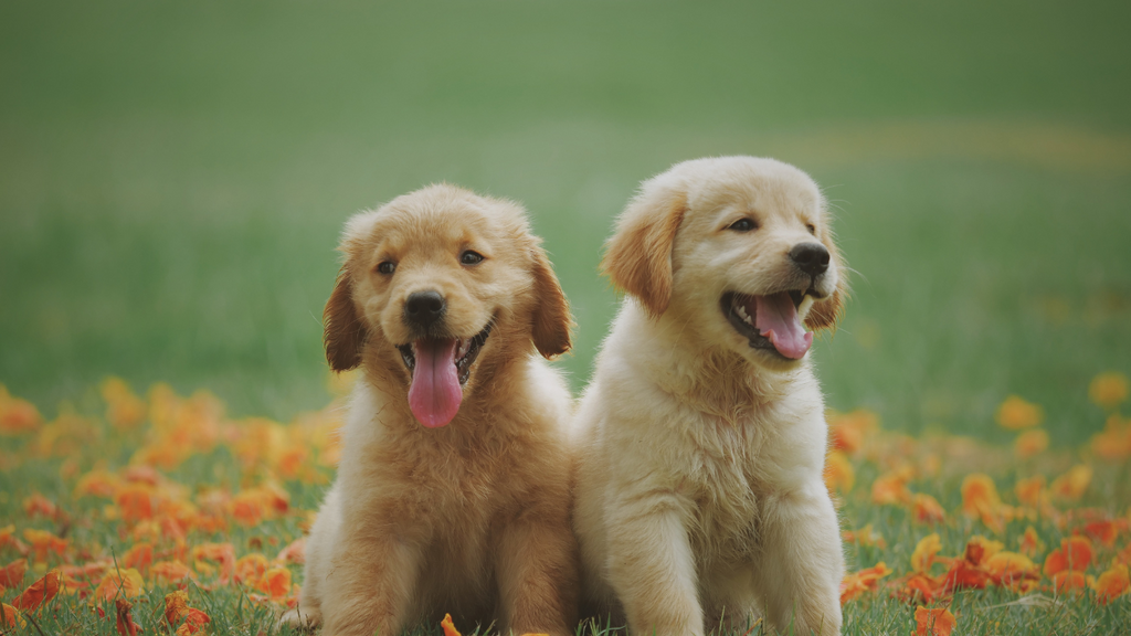 これがあって助かった!「マイクロチップ」