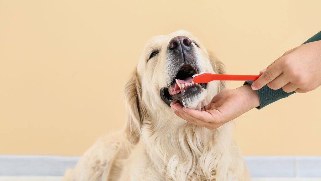 飼い主1年生必見! 愛犬の歯磨きを始めるのは○ヶ月から!