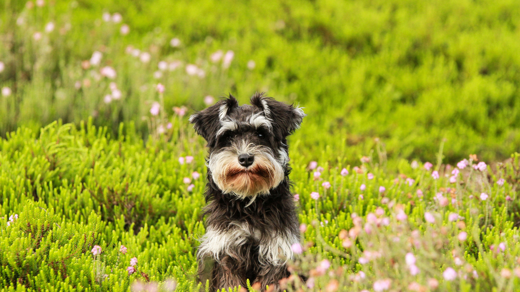 大切な愛犬の健康のために｜散歩だけじゃ鍛えられない！内転筋と外転筋って？