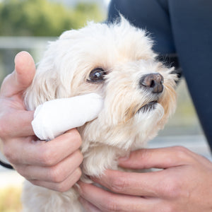 今バズっているのはこれ！ 犬の最新スキンケア