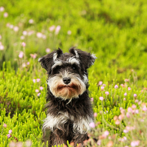 大切な愛犬の健康のために｜散歩だけじゃ鍛えられない！内転筋と外転筋って？