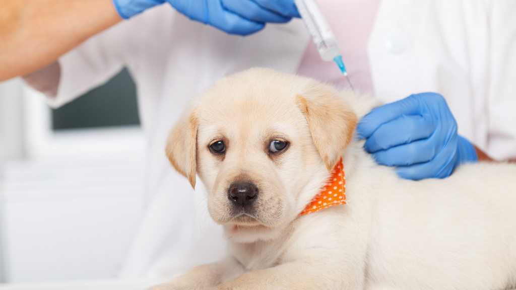初めて犬を飼う人必見！  犬の予防接種