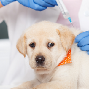 初めて犬を飼う人必見！  犬の予防接種