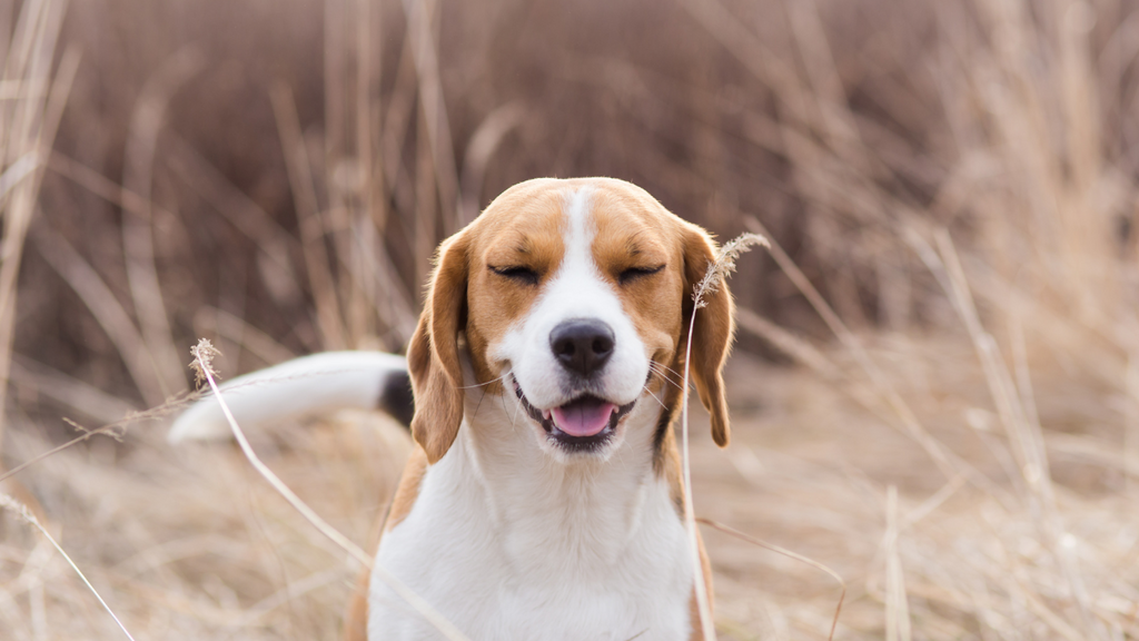 知ってるだけで得 !犬のアレルギーのサインはコレ💡