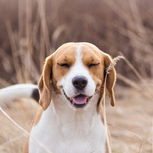 知ってるだけで得 !犬のアレルギーのサインはコレ💡