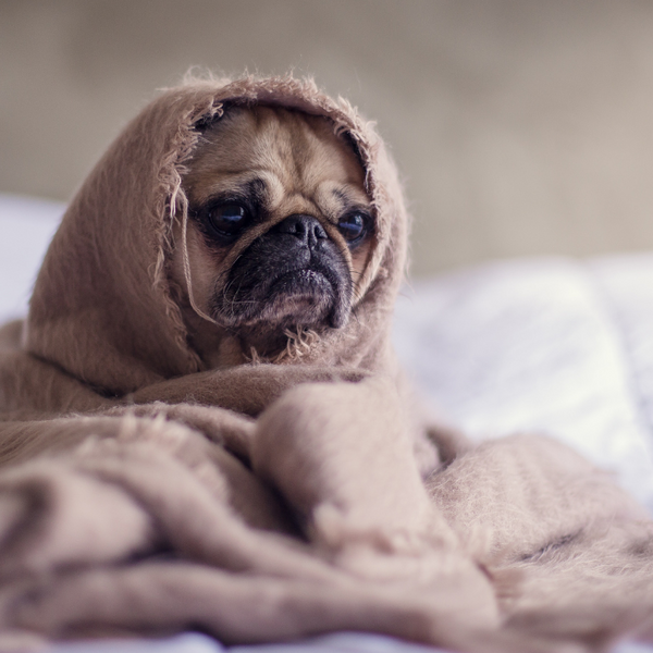 知っておきたい !犬の腹痛サイン