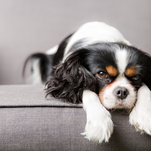 ９割の人が知らない 犬がふらつく理由