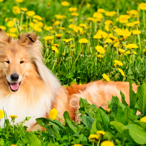 犬を飼うのに年間いくらかかる？