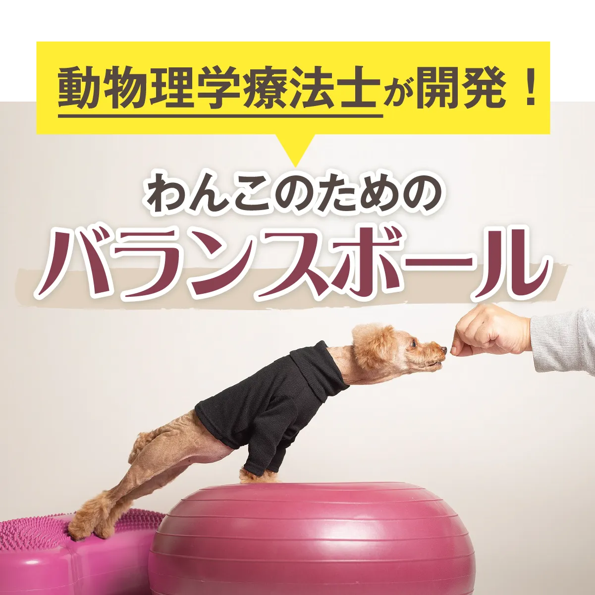 獣医師推奨】アプリア バランスボーン – kps_online_shop 獣医師推奨】アプリア バランスボーン – kps_online_shop