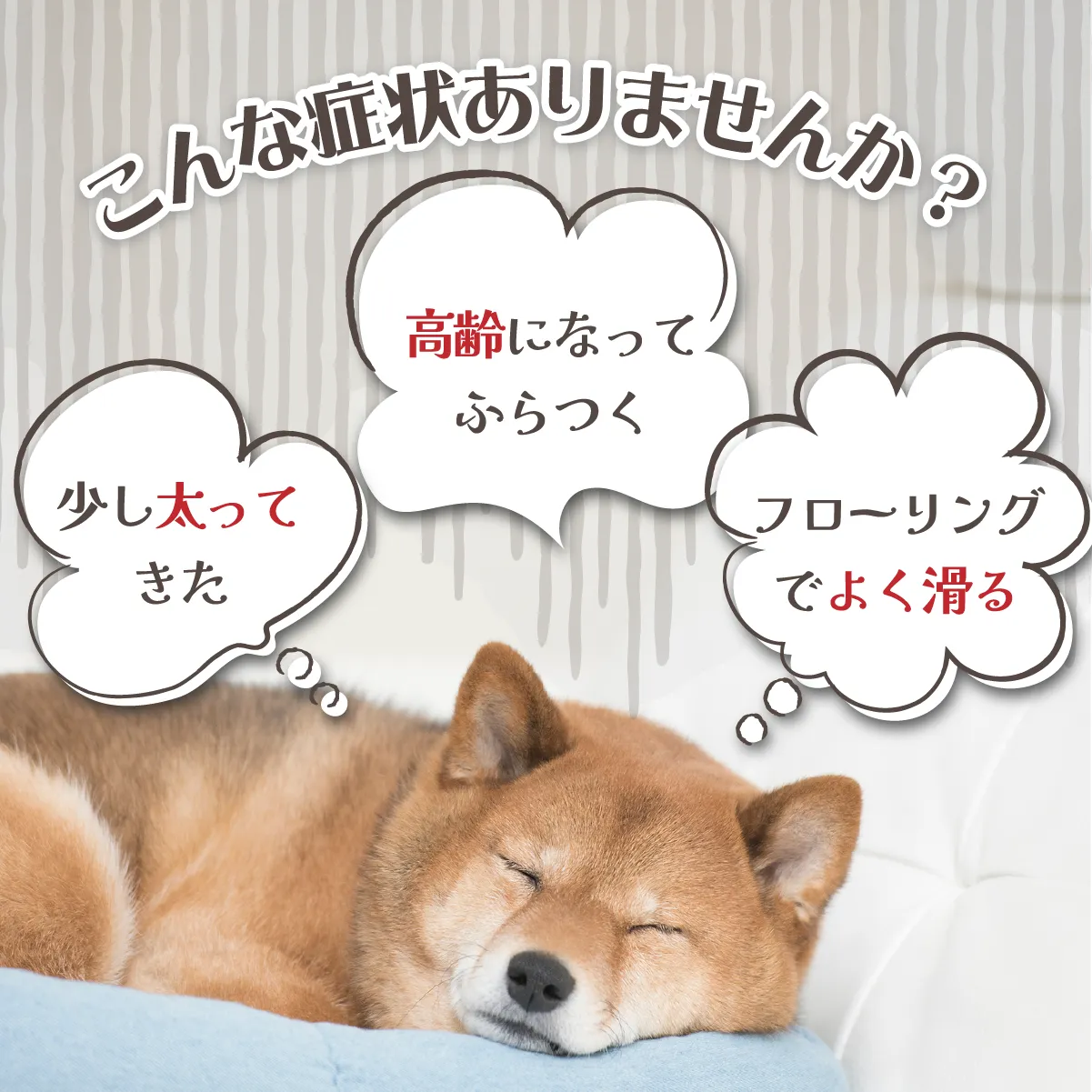 獣医師推奨】アプリア バランスボーン – kps_online_shop 獣医師推奨】アプリア バランスボーン – kps_online_shop