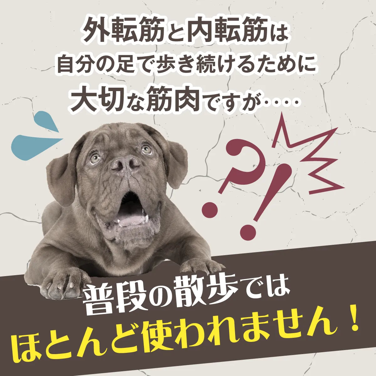 獣医師推奨】アプリア バランスボーン – kps_online_shop 獣医師推奨】アプリア バランスボーン – kps_online_shop