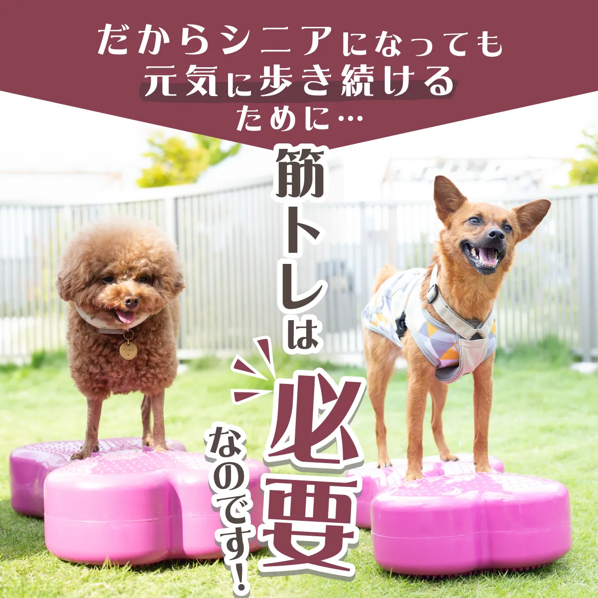 獣医師推奨】アプリア バランスボーン – kps_online_shop 獣医師推奨】アプリア バランスボーン – kps_online_shop