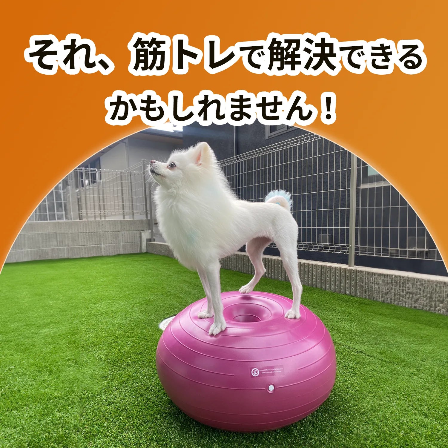 【筋トレセットC】ドーナッツボール＋バランスボーン　～公式限定～