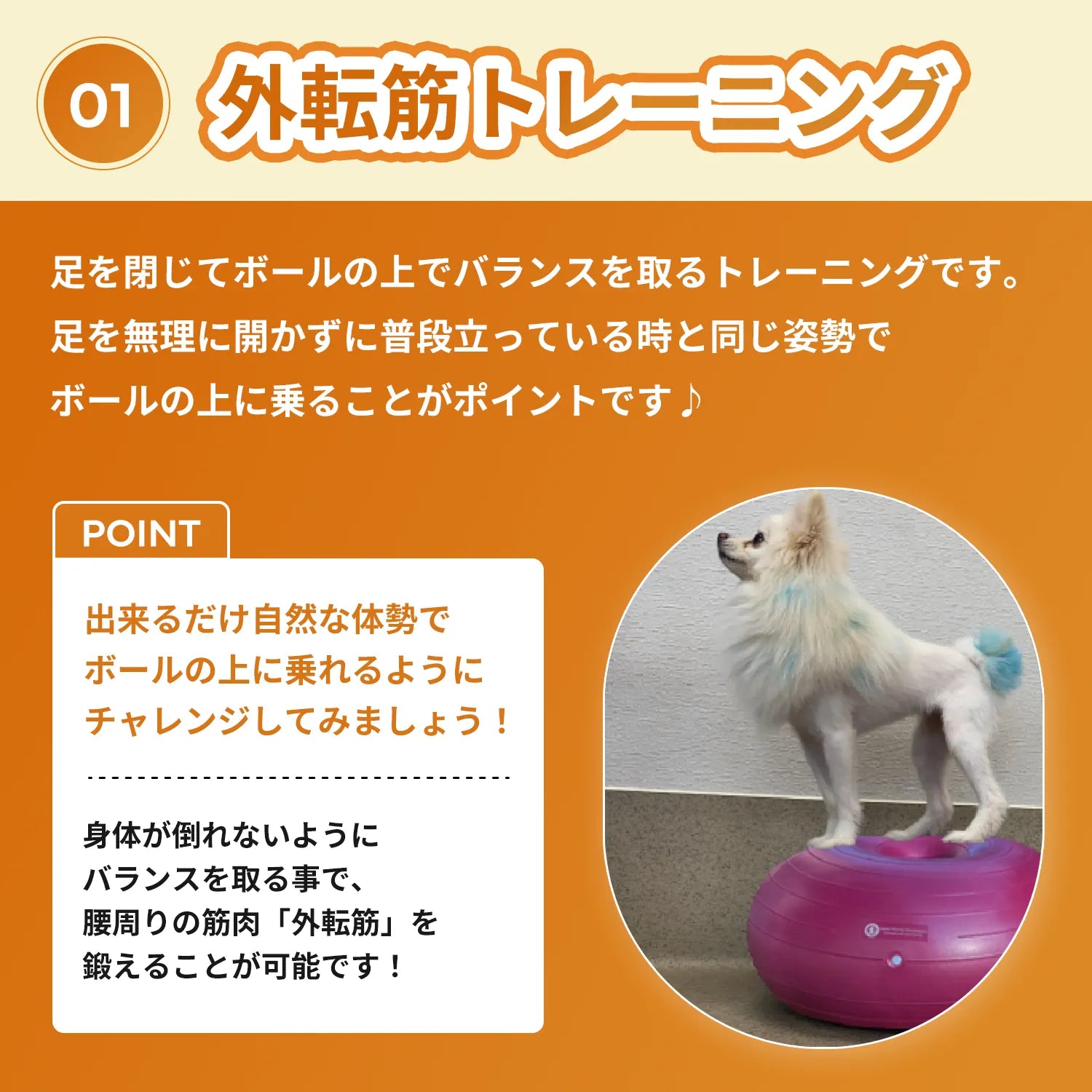 【筋トレセットC】ドーナッツボール＋バランスボーン　～公式限定～