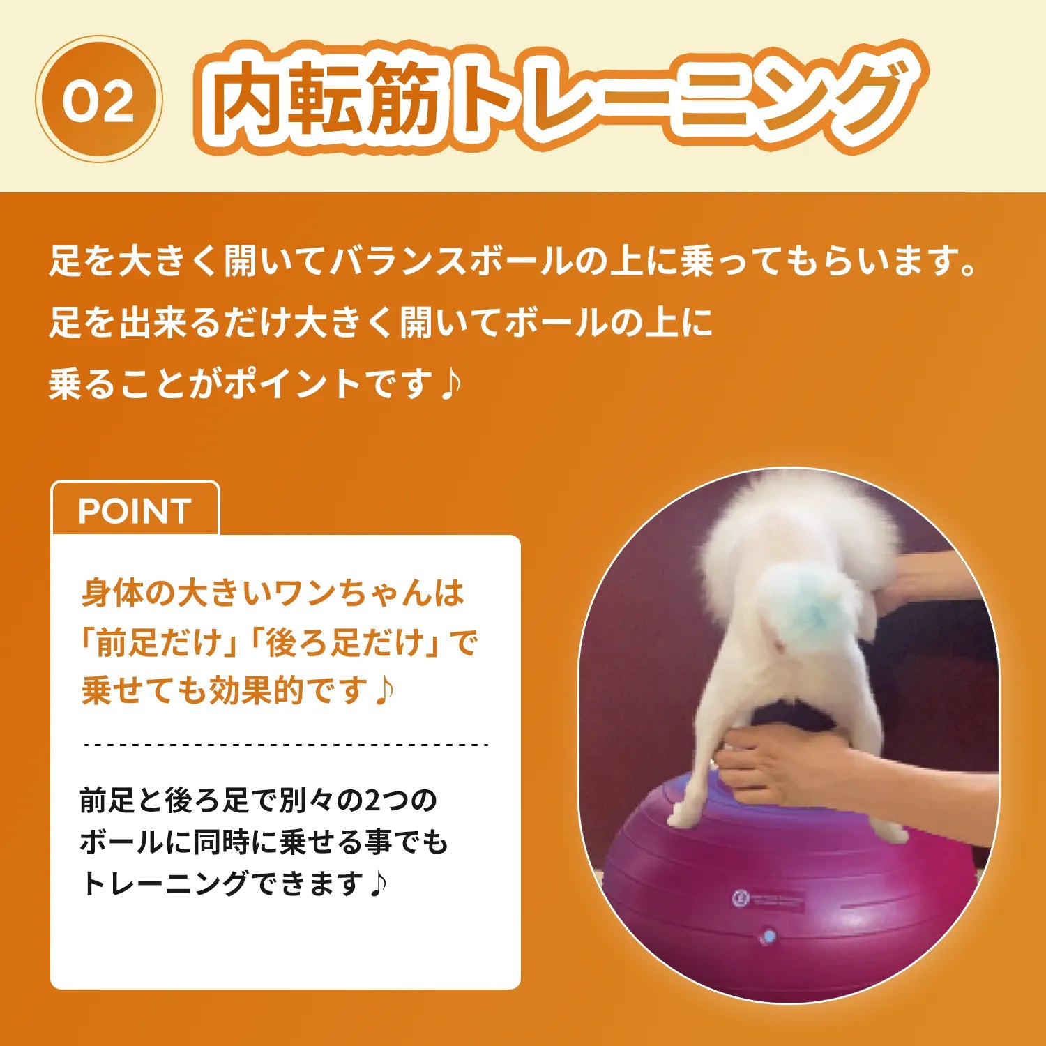 【筋トレセットC】ドーナッツボール＋バランスボーン　～公式限定～