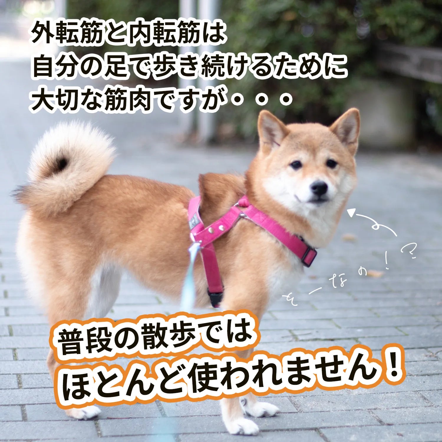 アプリア ドーナッツボールプラス【公式限定アルコビッツ プレゼント（1980円相当）】