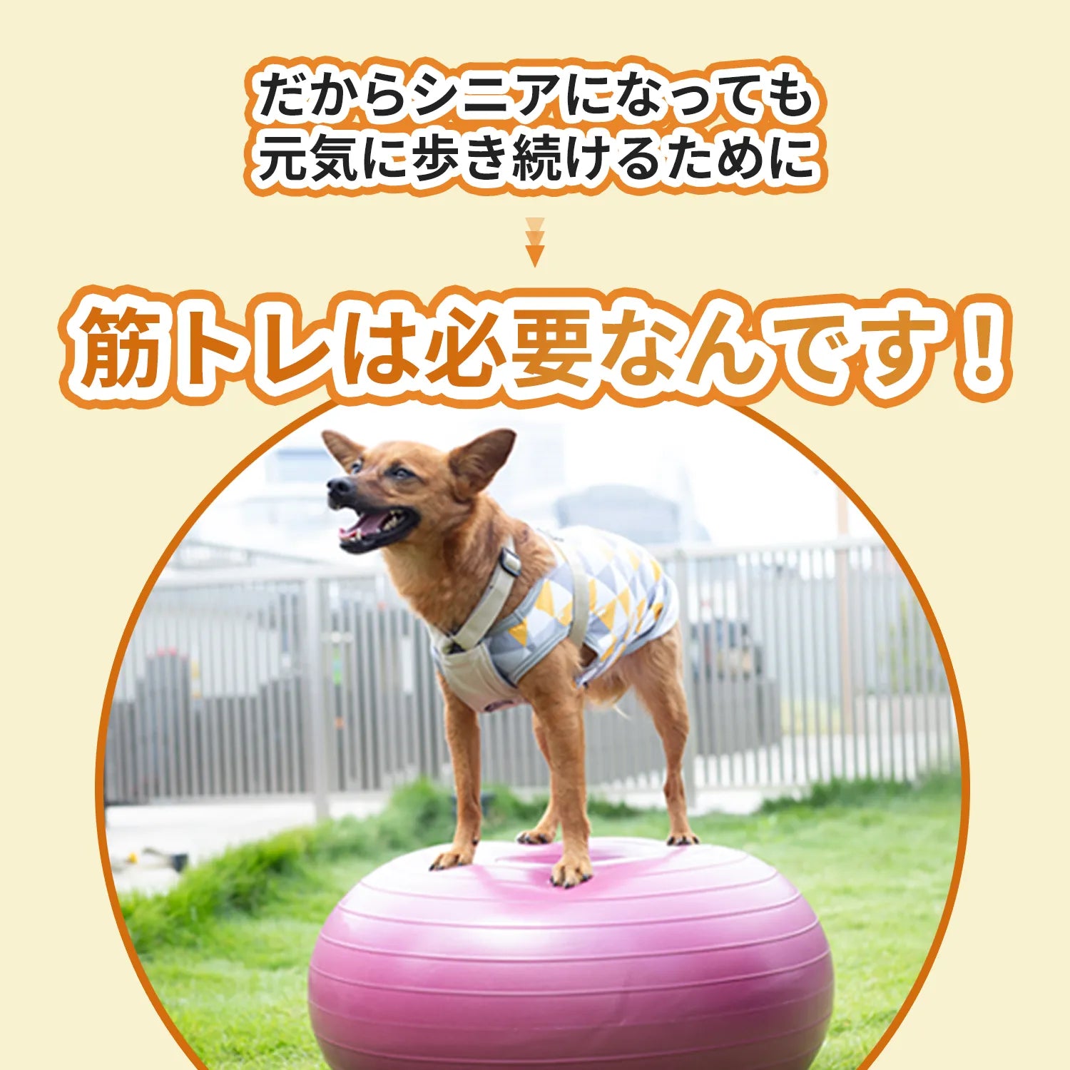 アプリア ドーナッツボールプラス【公式限定アルコビッツ プレゼント（1980円相当）】