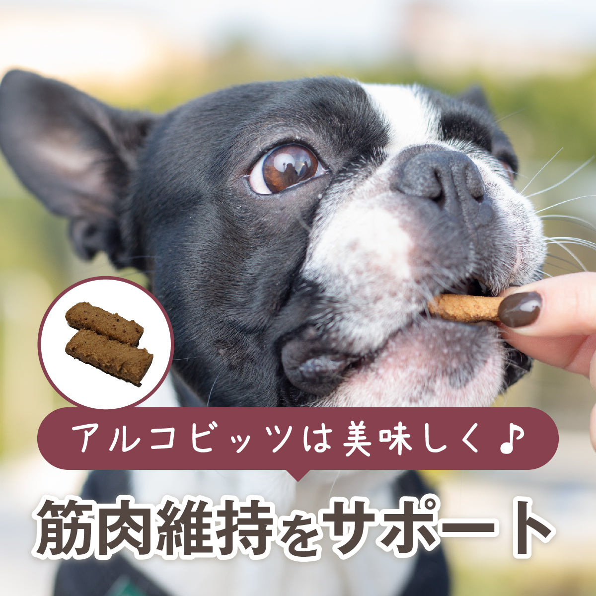 アプリア ドーナッツボールプラス【公式限定アルコビッツ プレゼント（1980円相当）】