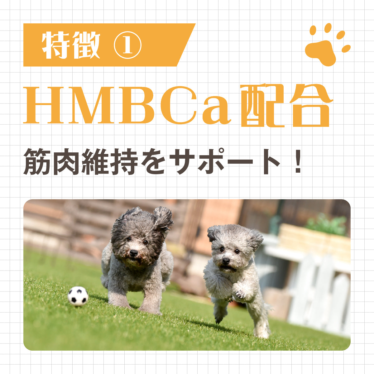 アプリア ドーナッツボールプラス【公式限定アルコビッツ プレゼント（1980円相当）】